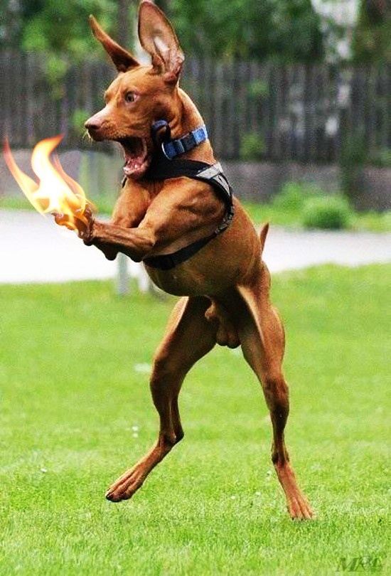 b731ce0f2badff9ce6ad03cfa710e177--funny-pets-funny-animals.jpg